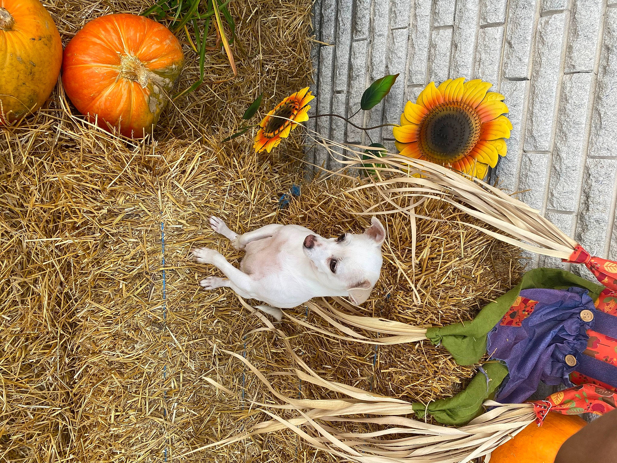 Angel is registered to the contest to win money with this photo: agriculture, calabaza, cucurbita, event, flower, food, gourd, grass, hay, local_food, natural_foods, plant, pumpkin, soil, squash, still_life, straw, vegetable, whole_food, winter_squash