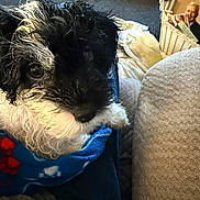 Biscuit joined the competition — help win amazing prizes! puppy, dog, wet_fur, black_and_white, blanket, blue, indoor, close_up, cute, pet, looking_up, paw_prints, sofa, cozy, carpet, magazine_rack, home, furniture, animal, domestic