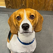 Tokyo a rejoint le concours — aidez-le/la à gagner de superbes lots ! beagle, dog, puppy, pet, animal, sitting, portrait, brown_and_white, floppy_ears, blue_collar, leash, indoors, wood_paneling, tile_floor, front_facing, looking_at_camera, black_nose, white_chest, adorable, photography
