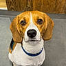 beagle, dog, puppy, pet, animal, sitting, portrait, brown_and_white, floppy_ears, blue_collar, leash, indoors, wood_paneling, tile_floor, front_facing, looking_at_camera, black_nose, white_chest, adorable, photography