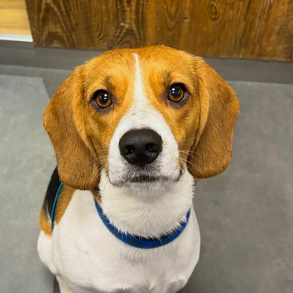 Tokyo a rejoint le concours — aidez-le/la à gagner de superbes lots ! beagle, dog, puppy, pet, animal, sitting, portrait, brown_and_white, floppy_ears, blue_collar, leash, indoors, wood_paneling, tile_floor, front_facing, looking_at_camera, black_nose, white_chest, adorable, photography