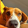 Tokyo a rejoint le concours — aidez-le/la à gagner de superbes lots ! dog, puppy, brown_white, close_up, nose, muzzle, eyes, ears, whiskers, portrait, indoor, cozy, blanket, orange, warm_light, sunlight, resting, lying_down, pet, canine