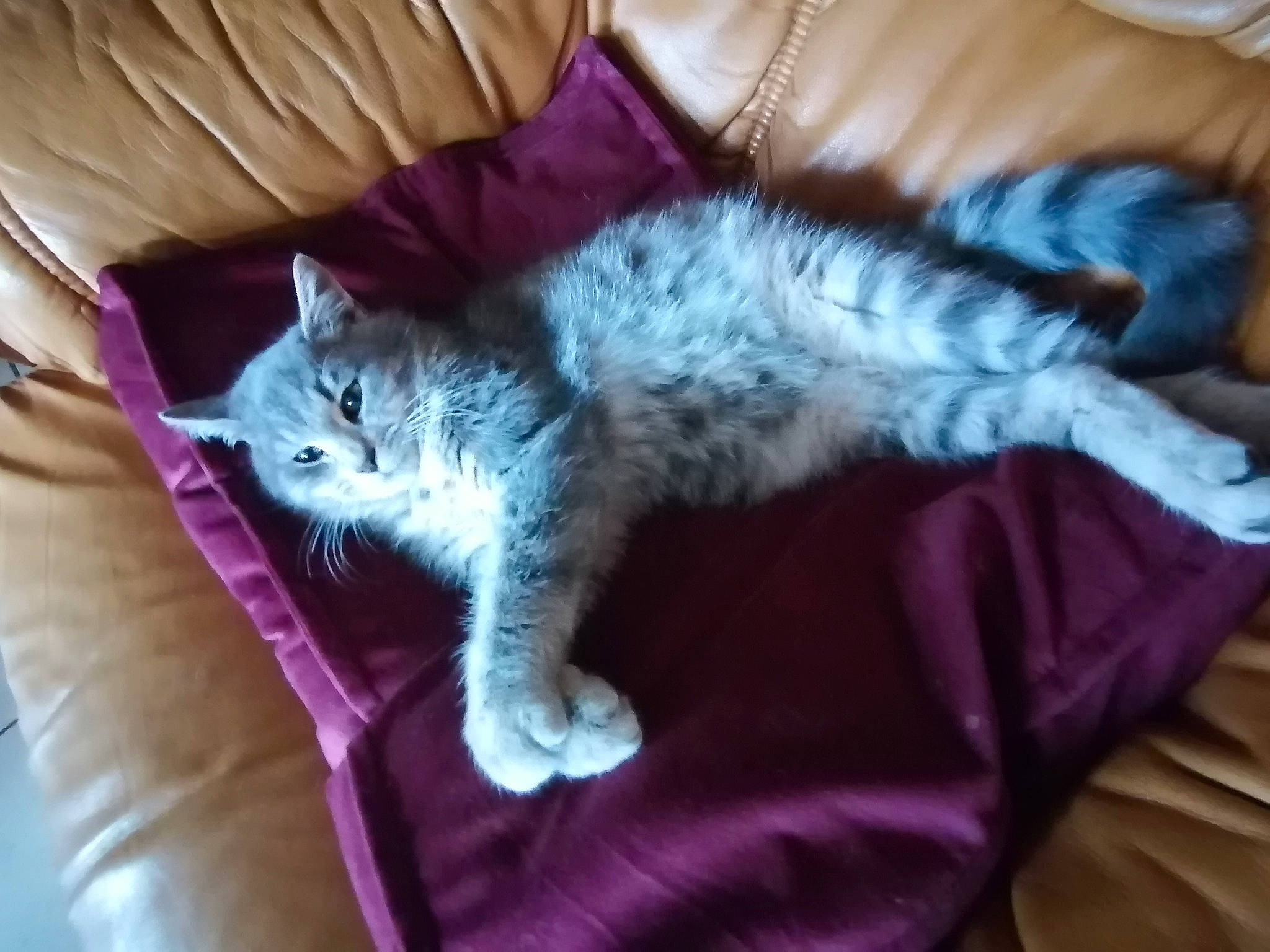 Pepsy a rejoint le concours — aidez-le/la à gagner de superbes lots ! bed, bedding, carnivore, cat, comfort, couch, domestic_short_haired_cat, felidae, fur, furniture, grey, linens, magenta, nap, paw, purple, small_to_medium_sized_cats, tail, textile, whiskers