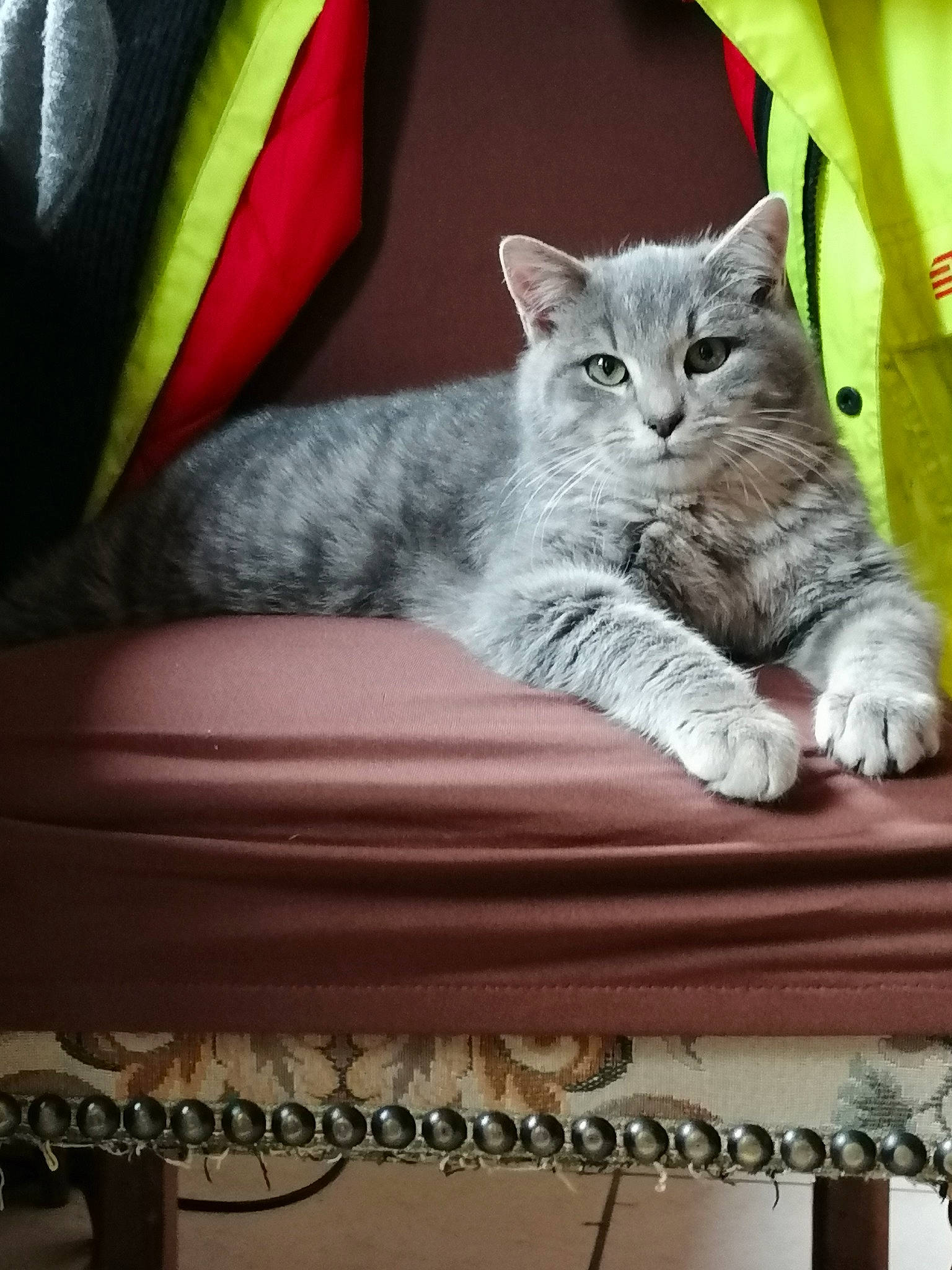 Pepsy a rejoint le concours — aidez-le/la à gagner de superbes lots ! carnivore, cat, cat_bed, cat_supply, comfort, couch, domestic_short_haired_cat, felidae, fur, grey, linens, paw, pet_supply, rectangle, sitting, small_to_medium_sized_cats, snout, tail, whiskers