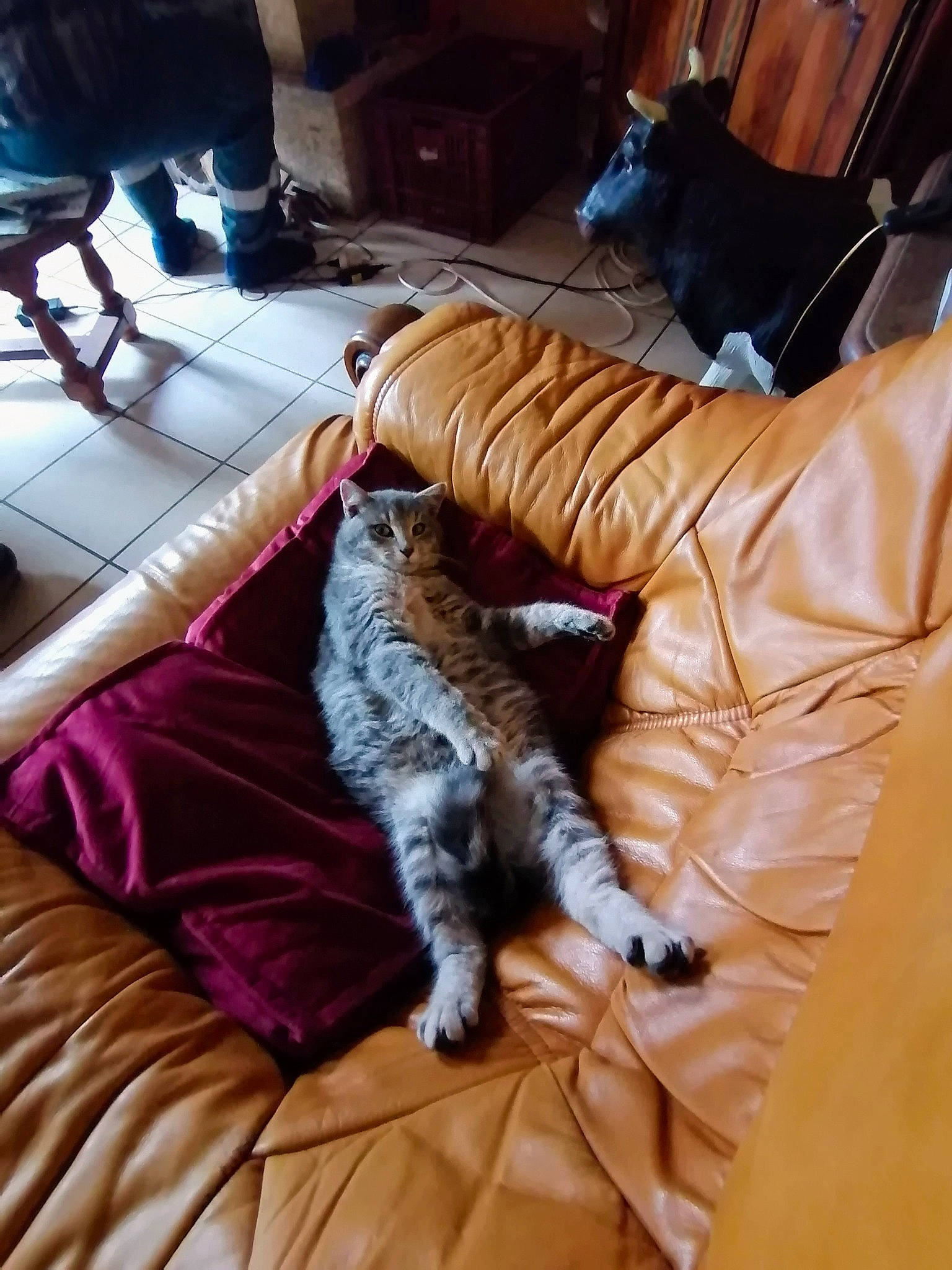 Pepsy a rejoint le concours — aidez-le/la à gagner de superbes lots ! canidae, carnivore, cat, comfort, companion_dog, dog_breed, domestic_short_haired_cat, felidae, flooring, fur, hardwood, human_leg, living_room, room, small_to_medium_sized_cats, sporting_group, tail, textile, whiskers, wood