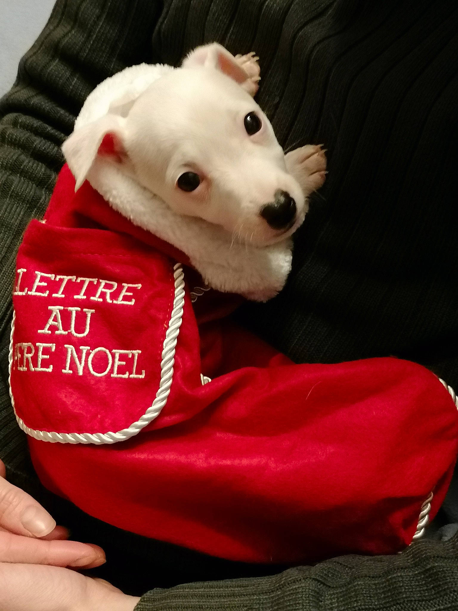 Vanille participe au concours pour gagner de l'argent avec cette photo : bull_terrier_miniature, carnivore, collar, comfort, companion_dog, dog, dog_breed, dog_clothes, dog_supply, fawn, felidae, pet_supply, pink, sleeve, snout, sporting_group, stuffed_toy, toy, whiskers, working_animal