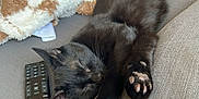 Bear is registered to the contest to win money with this photo: animal, blanket, canine, cat, couch, cushion, dog, electronics, furniture, homedecor, indoors, interiordesign, kitten, person, pet, phone, puppy, remotecontrol, screen, sleeping