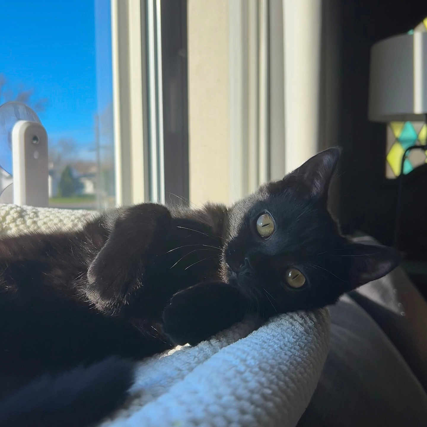 Bear is registered to the contest to win money with this photo: animal, blackcat, blanket, cat, chair, couch, curtain, cushion, furniture, homedecor, indoors, kitten, lamp, manx, pet, plant, pottedplant, tablelamp, window, windowsill