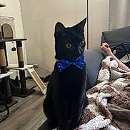 Bear joined the competition — help win amazing prizes! black_cat, blue_bow_tie, cat, cat_tree, couch, blanket, indoor, pet, feline, fur, yellow_eyes, floor, wood_floor, relaxing, home, cozy, seated, animal, domestic, furniture