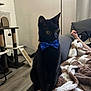 black_cat, blue_bow_tie, cat, cat_tree, couch, blanket, indoor, pet, feline, fur, yellow_eyes, floor, wood_floor, relaxing, home, cozy, seated, animal, domestic, furniture