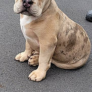 Tyson a rejoint le concours — aidez-le/la à gagner de superbes lots ! puppy, dog, pet, leash, sitting, asphalt, cute, ears, young, animal, closeup, outdoor, mammal, face, fur, domestic_animal, canine, adorable, companion, expression
