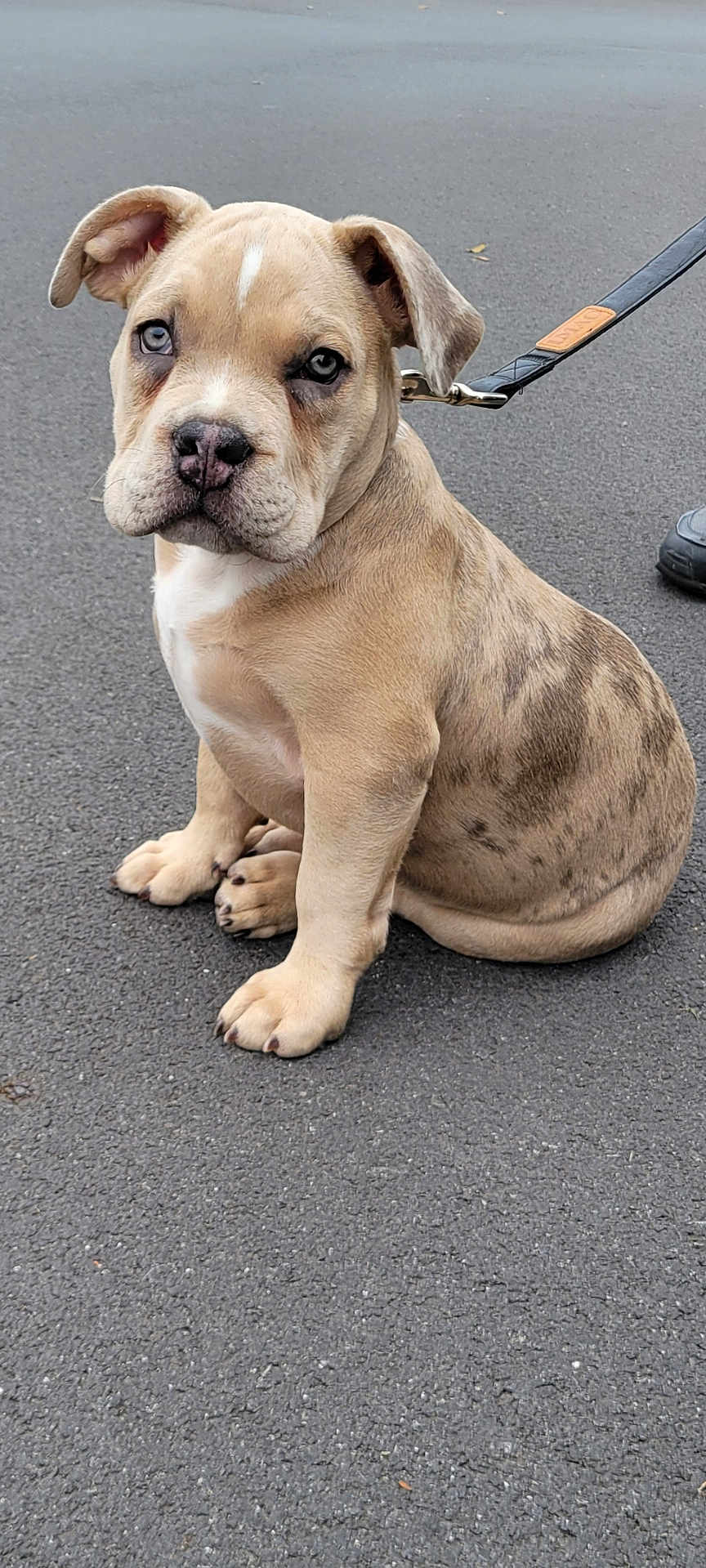 Tyson a rejoint le concours — aidez-le/la à gagner de superbes lots ! puppy, dog, pet, leash, sitting, asphalt, cute, ears, young, animal, closeup, outdoor, mammal, face, fur, domestic_animal, canine, adorable, companion, expression
