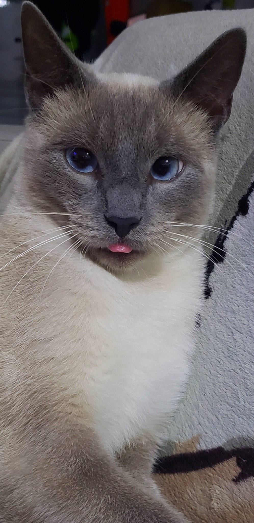 Rio a rejoint le concours — aidez-le/la à gagner de superbes lots ! carnivore, cat, collar, domestic_short_haired_cat, ear, electric_blue, fawn, felidae, fur, iris, siamese, small_to_medium_sized_cats, snout, terrestrial_animal, whiskers