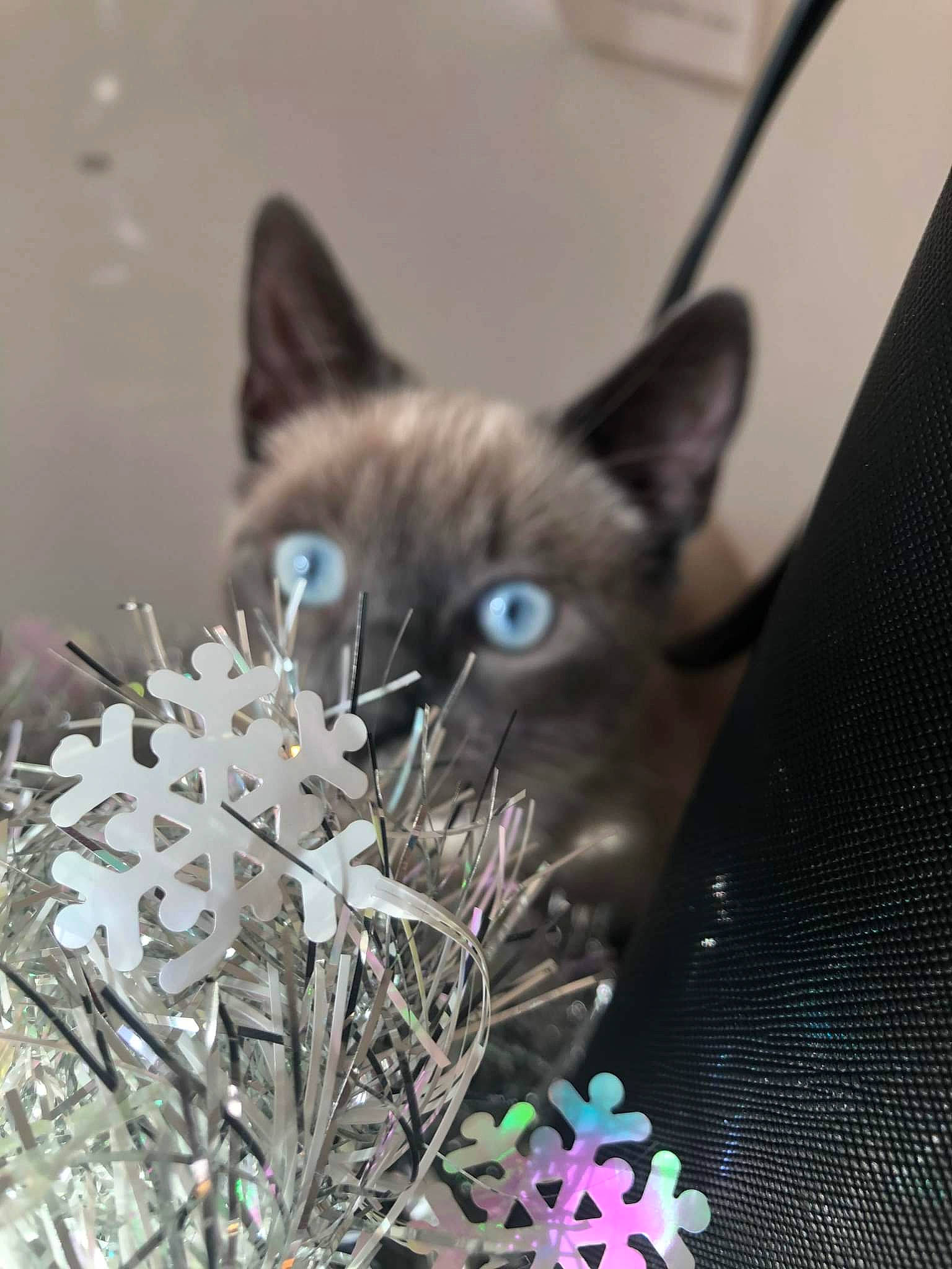 Rio participe au concours pour gagner de l'argent avec cette photo : black_cat, box, carnivore, cat, chartreux, domestic_short_haired_cat, electric_blue, felidae, fur, grass, grey, photo_caption, plant, small_to_medium_sized_cats, snout, tail, twig, whiskers, wildlife, window