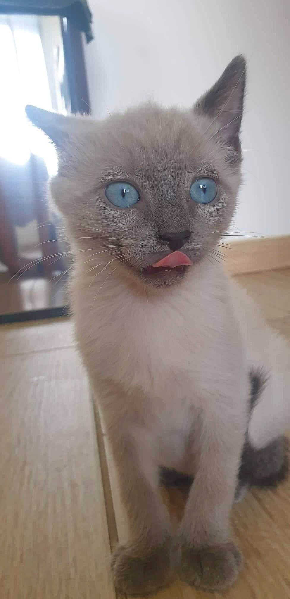 Rio a rejoint le concours — aidez-le/la à gagner de superbes lots ! carnivore, cat, domestic_short_haired_cat, fawn, felidae, fixture, fur, siamese, small_to_medium_sized_cats, snout, tail, terrestrial_animal, whiskers