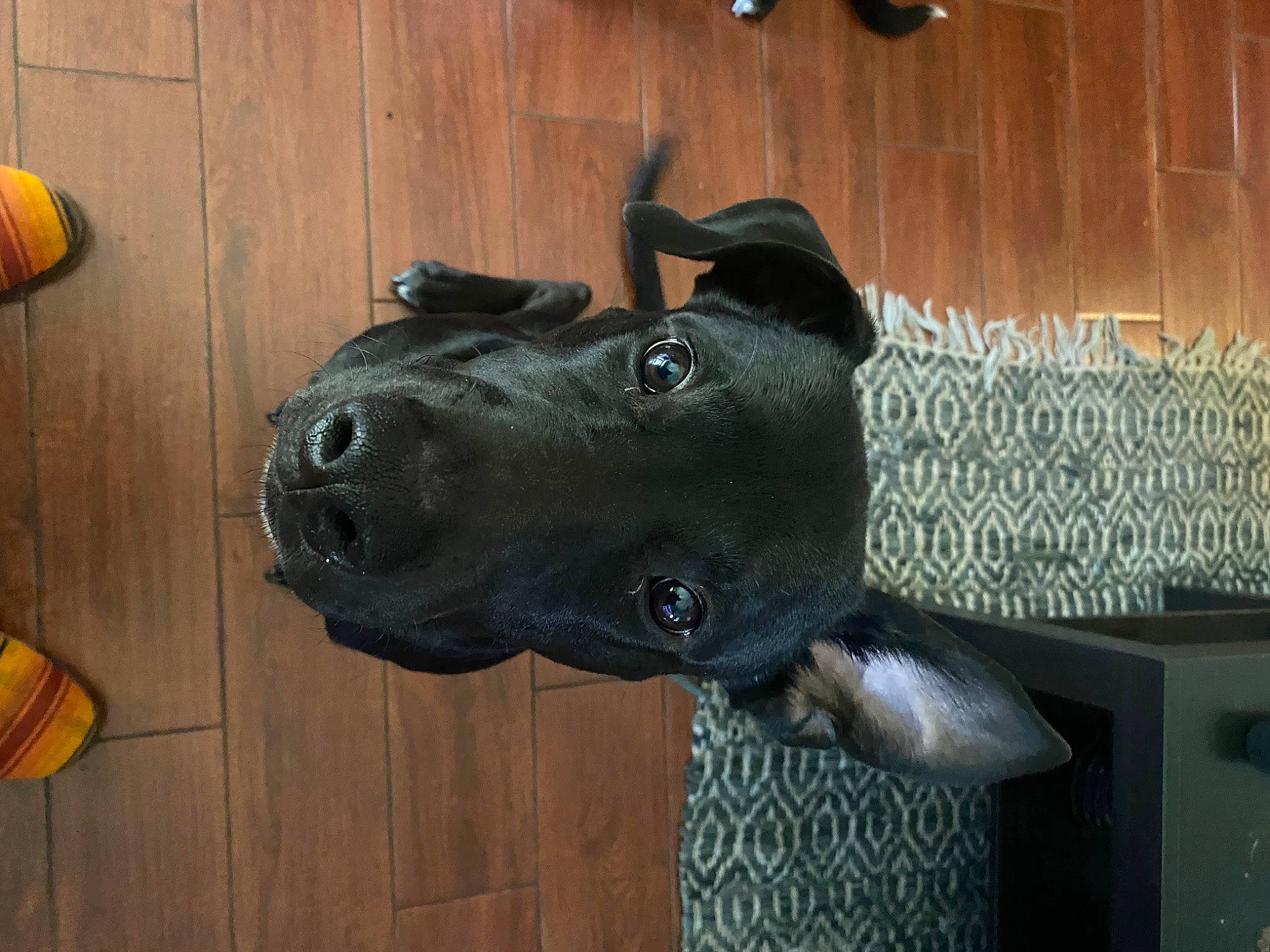 Mezcal is registered to the contest to win money with this photo: art, canidae, carnivore, companion_dog, dog, dog_breed, dog_collar, fawn, fur, guard_dog, hardwood, helmet, personal_protective_equipment, sculpture, snout, sporting_group, varnish, wood, wood_stain, working_animal