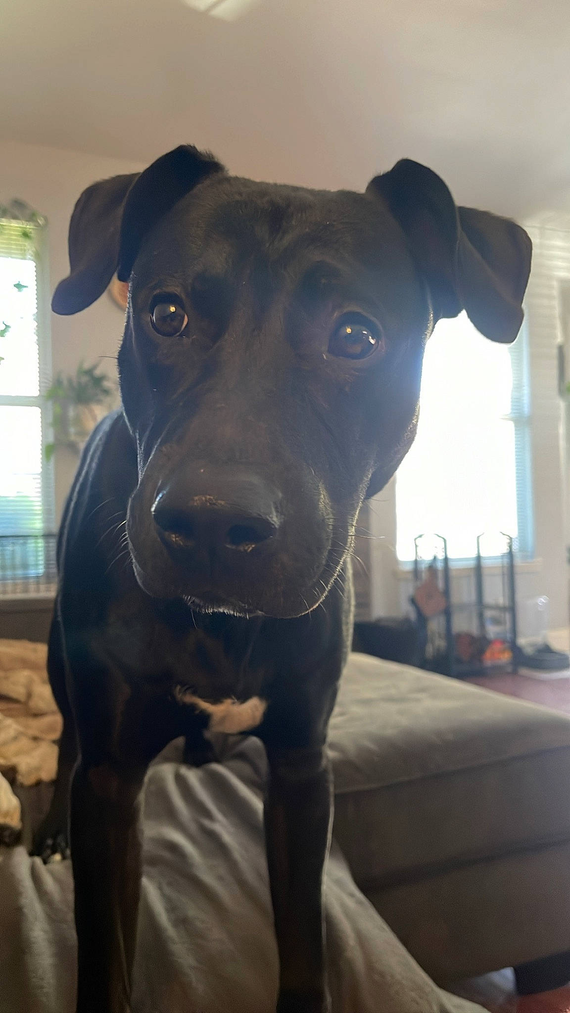 Mezcal is registered to the contest to win money with this photo: borador, canidae, carnivore, collar, companion_dog, dog, dog_breed, dog_collar, electric_blue, fawn, guard_dog, liver, non_sporting_group, pet_supply, plant, sporting_group, whiskers, window, working_animal, working_dog