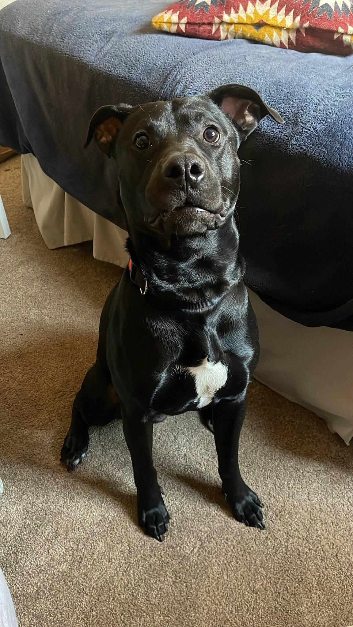 Mezcal is registered to the contest to win money with this photo: borador, canidae, carnivore, companion_dog, dog, dog_breed, dog_collar, fawn, fur, guard_dog, liver, non_sporting_group, snout, sporting_group, terrestrial_animal, whiskers, working_animal