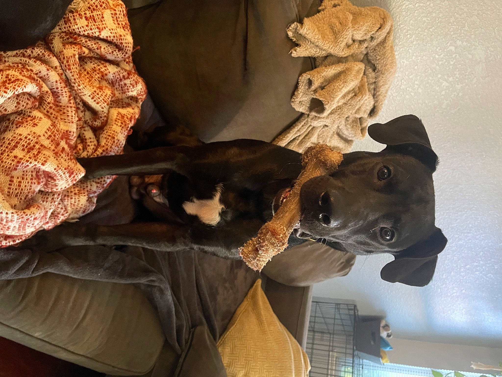 Mezcal is registered to the contest to win money with this photo: art, artifact, carnivore, companion_dog, dog_breed, fashion_accessory, fawn, felidae, fur, hat, headgear, metal, personal_protective_equipment, sculpture, small_to_medium_sized_cats, snout, statue, tail, wood, working_animal