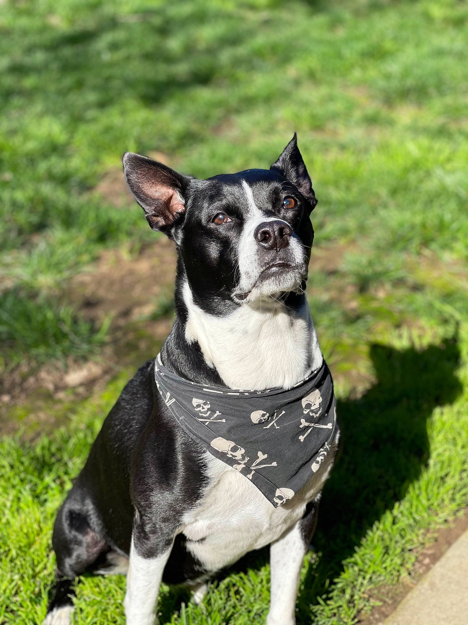 Pinche is registered to the contest to win money with this photo: adventure, boston_terrier, canidae, carnivore, collar, companion_dog, dog, dog_breed, dog_collar, dog_supply, fashion_accessory, fawn, grass, leash, plant, snout, sporting_group, tail, whiskers, working_animal
