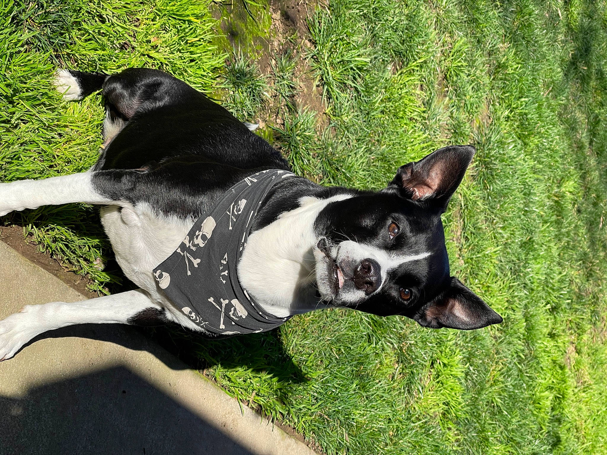 Pinche joined the competition — help win amazing prizes! canidae, carnivore, collar, companion_dog, dog, dog_breed, dog_collar, dog_supply, fawn, grass, leash, pet_supply, plant, snout, sporting_group, tail, terrestrial_animal, whiskers, working_animal, working_dog