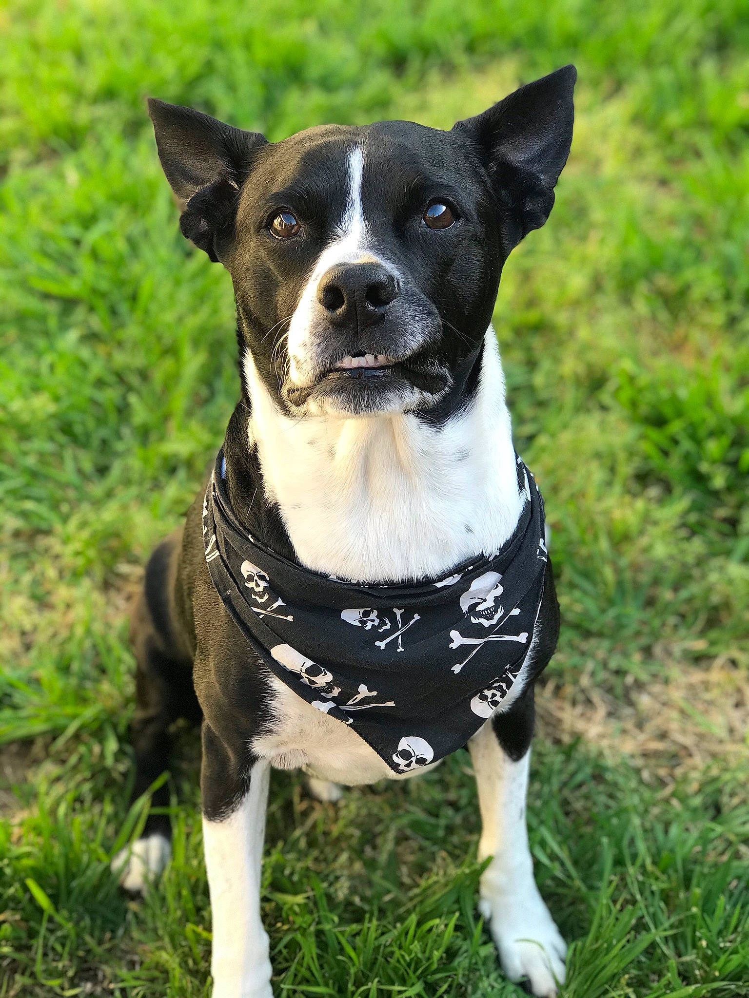 Pinche joined the competition — help win amazing prizes! canidae, carnivore, collar, companion_dog, dog, dog_breed, dog_clothes, dog_collar, dog_supply, eye, fashion_accessory, fawn, grass, leash, pet_supply, plant, snout, sporting_group, whiskers, working_animal