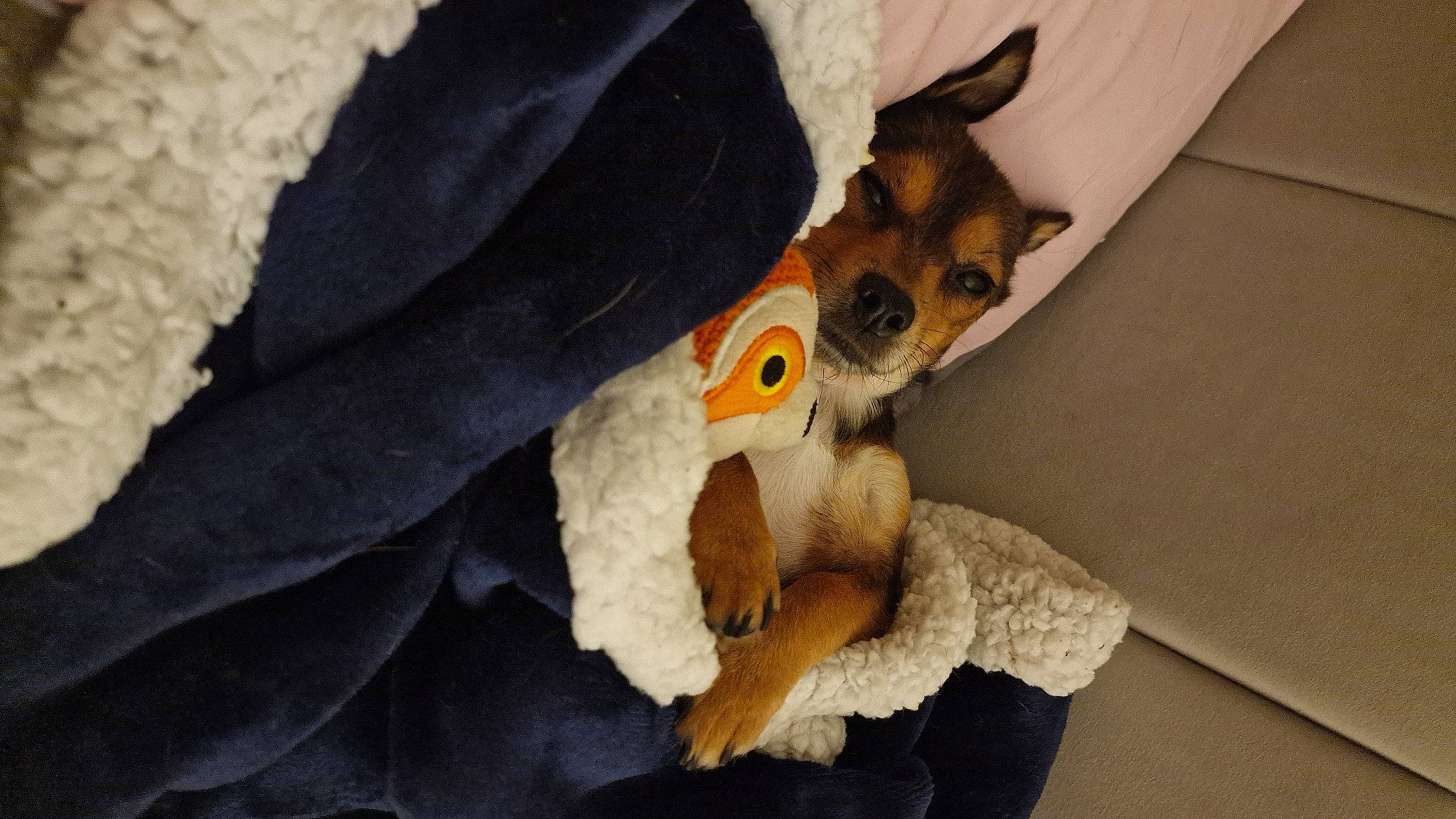 Benji joined the competition — help win amazing prizes! beak, canidae, carnivore, comfort, companion_dog, dog, dog_breed, fawn, fur, grey, paw, plush, snout, stuffed_toy, tail, toy, toy_dog, whiskers, wildlife, wood