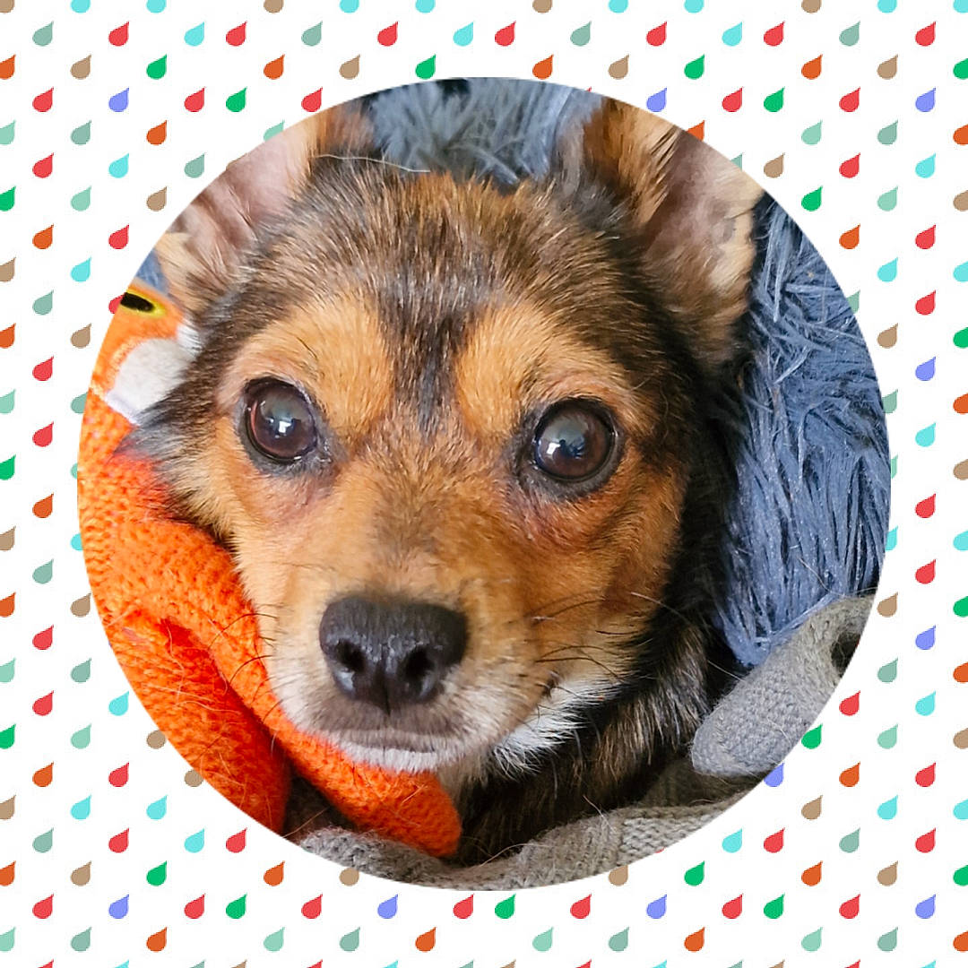 Benji is registered to the contest to win money with this photo: canidae, carnivore, clock, companion_dog, couch, dog, dog_breed, dog_clothes, dog_supply, fawn, fur, linens, pattern, pet_supply, snout, sporting_group, terrestrial_animal, toy_dog, whiskers, working_animal