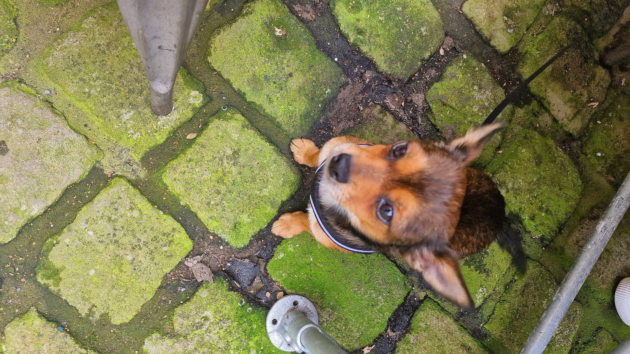 Benji joined the competition — help win amazing prizes! canidae, carnivore, collar, companion_dog, dog, dog_breed, dog_supply, fawn, fur, grass, groundcover, guard_dog, pattern, pet_supply, plant, snout, sporting_group, toy_dog, working_animal, working_dog