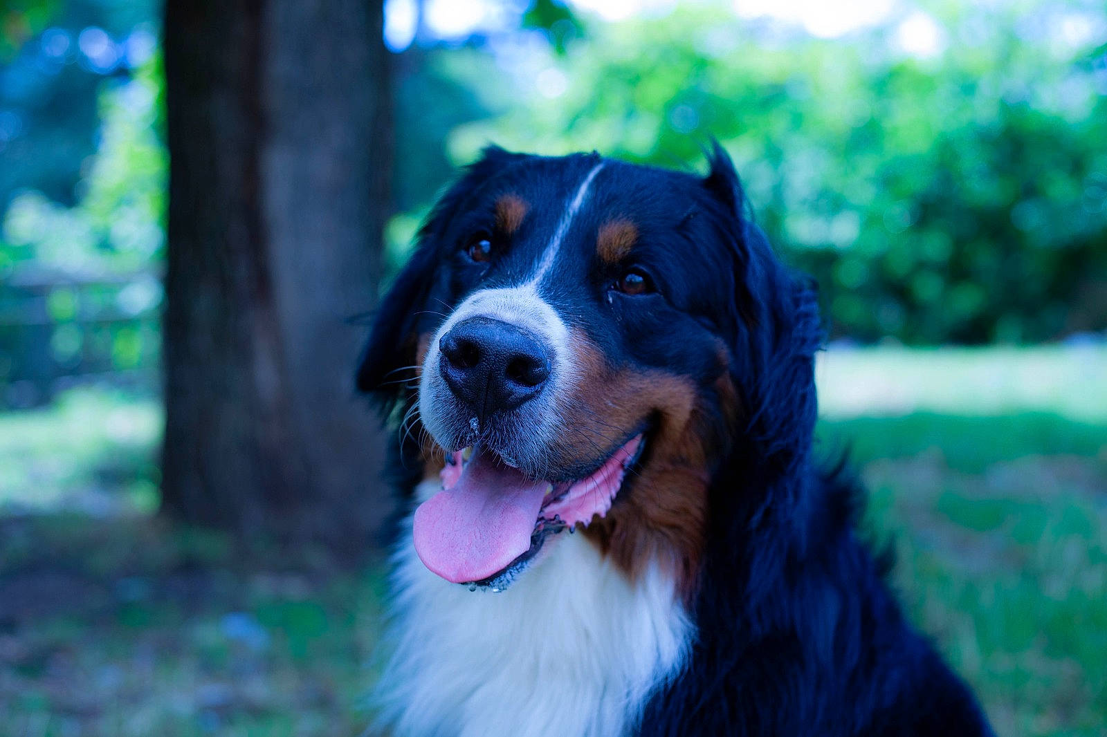 Rikudo a rejoint le concours — aidez-le/la à gagner de superbes lots ! australian_collie, australian_shepherd, bernese_mountain_dog, border_collie, canidae, carnivore, companion_dog, dog, dog_breed, electric_blue, fur, grass, guard_dog, herding_dog, plant, sporting_group, terrestrial_animal, tree, whiskers, working_dog