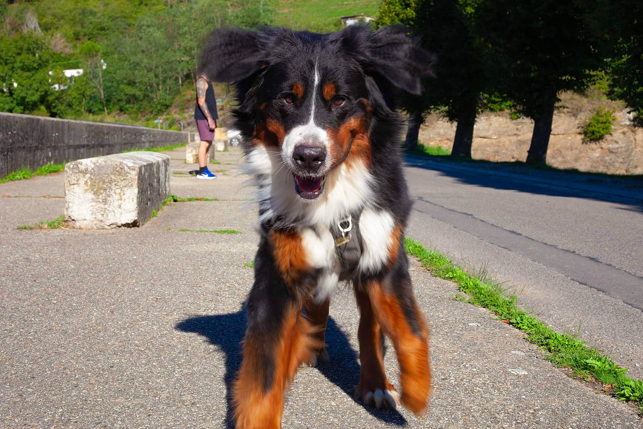 Rikudo participe au concours pour gagner de l'argent avec cette photo : australian_collie, bernese_mountain_dog, canidae, carnivore, collar, companion_dog, dog, dog_breed, fur, giant_dog_breed, herding_dog, plant, snout, sporting_group, tail, terrestrial_animal, tree, working_animal, working_dog