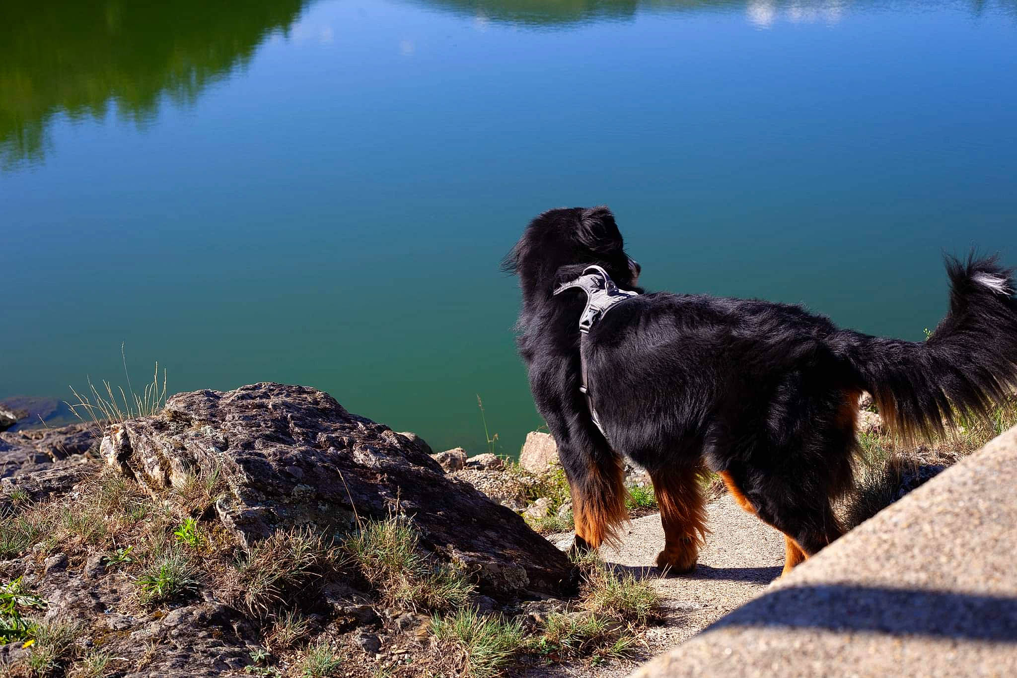 Rikudo a rejoint le concours — aidez-le/la à gagner de superbes lots ! body_of_water, canidae, carnivore, collar, companion_dog, dog, dog_breed, dog_collar, grass, herding_dog, lake, loch, plant, reflection, reservoir, sporting_group, tail, water, wind_wave, working_animal
