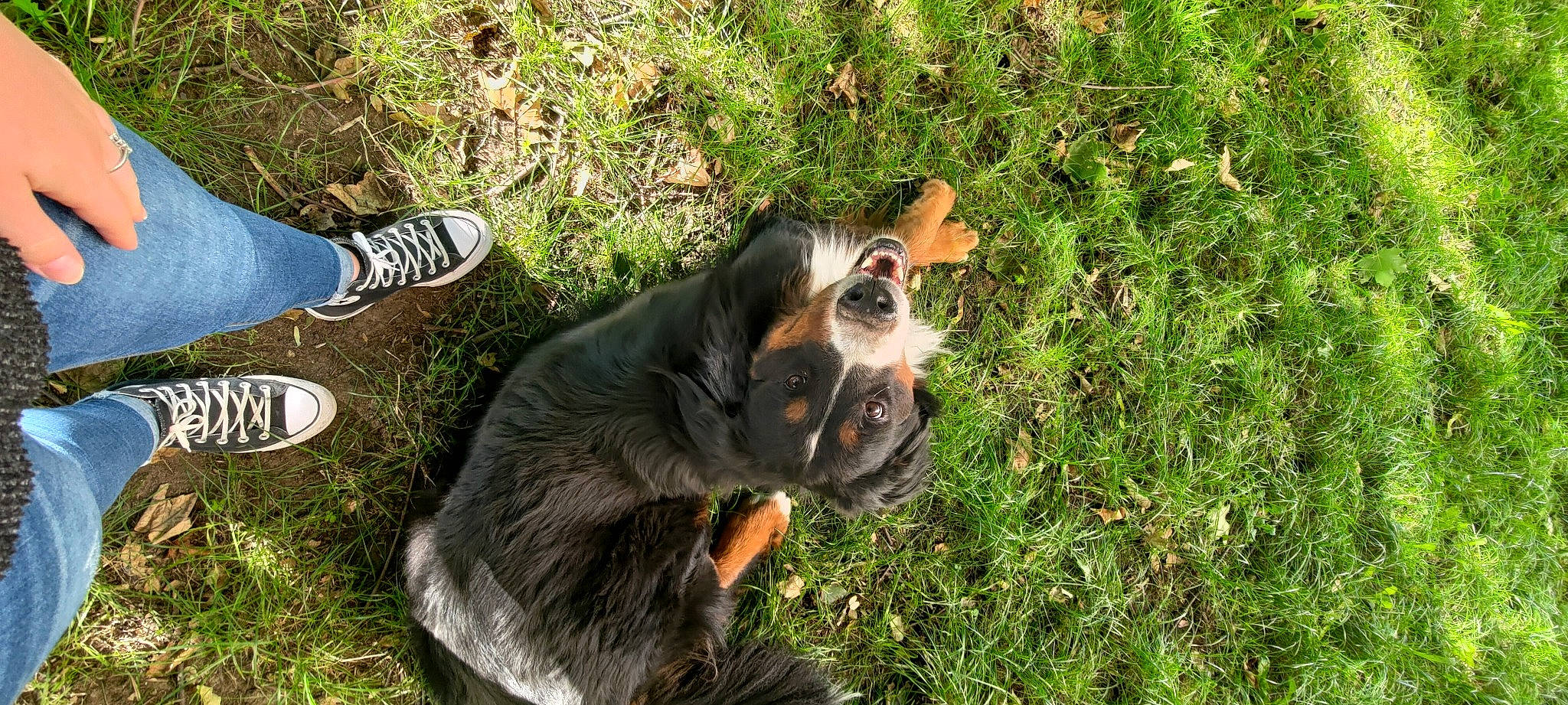 Rikudo a rejoint le concours — aidez-le/la à gagner de superbes lots ! bernese_mountain_dog, carnivore, companion_dog, dog, dog_breed, fawn, foot, fur, grass, guard_dog, human_leg, outdoor_shoe, paw, plant, puppy, snout, sock, walking_shoe, whiskers, working_dog