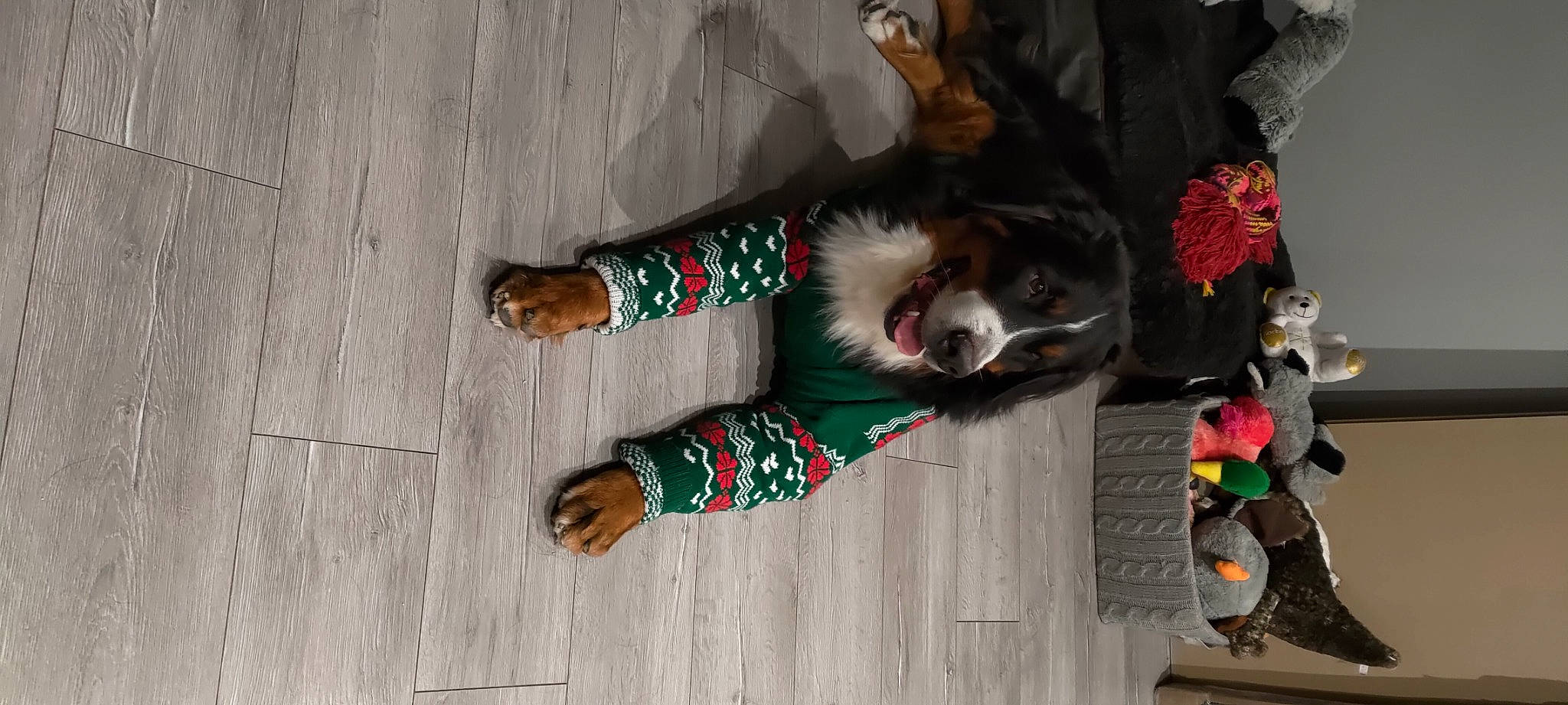 Rikudo participe au concours pour gagner de l'argent avec cette photo : canidae, companion_dog, dog_breed, event, flooring, foot, fun, fur, holiday, human_leg, pattern, plaid, sporting_group, tradition, tree, winter, wood