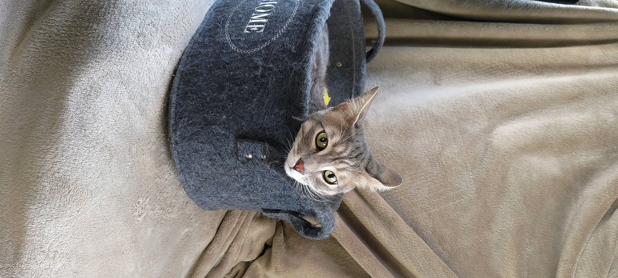 Didier participe au concours pour gagner de l'argent avec cette photo : automotive_tire, bag, carnivore, cat, denim, domestic_short_haired_cat, fashion_accessory, felidae, fur, grey, metal, paw, small_to_medium_sized_cats, snout, tail, whiskers, window