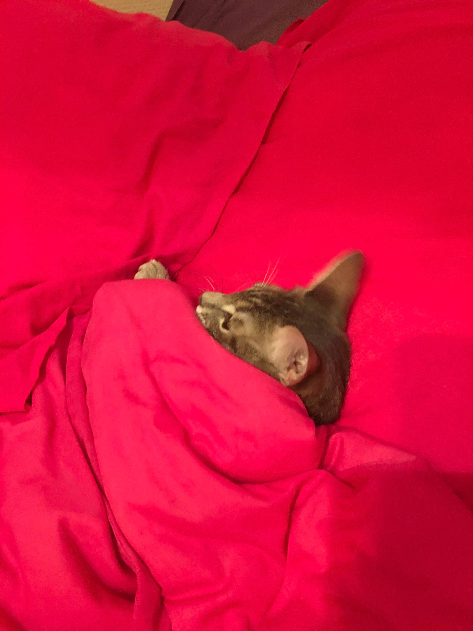 Didier participe au concours pour gagner de l'argent avec cette photo : carnivore, cat, felidae, kitten, nap, pink, red, small_to_medium_sized_cats, whiskers