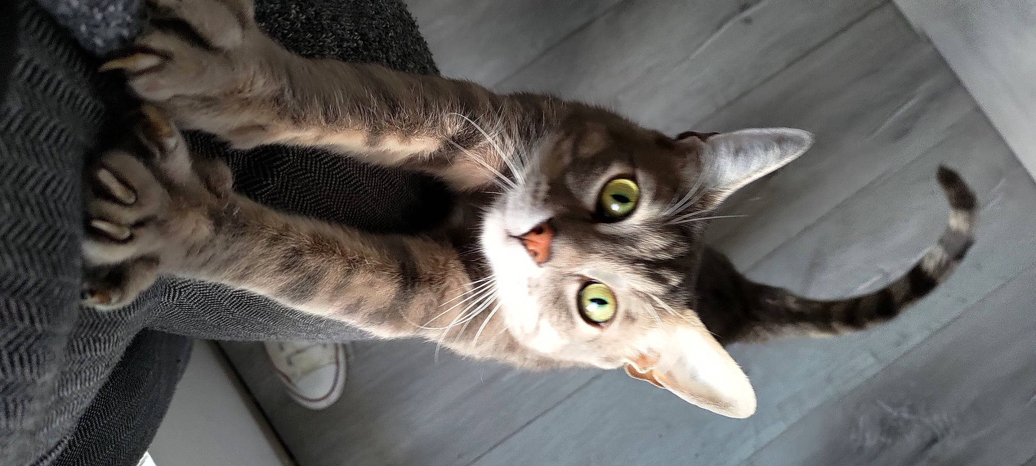 Didier a rejoint le concours — aidez-le/la à gagner de superbes lots ! carnivore, cat, claw, comfort, domestic_short_haired_cat, felidae, fur, paw, small_to_medium_sized_cats, snout, tail, whiskers