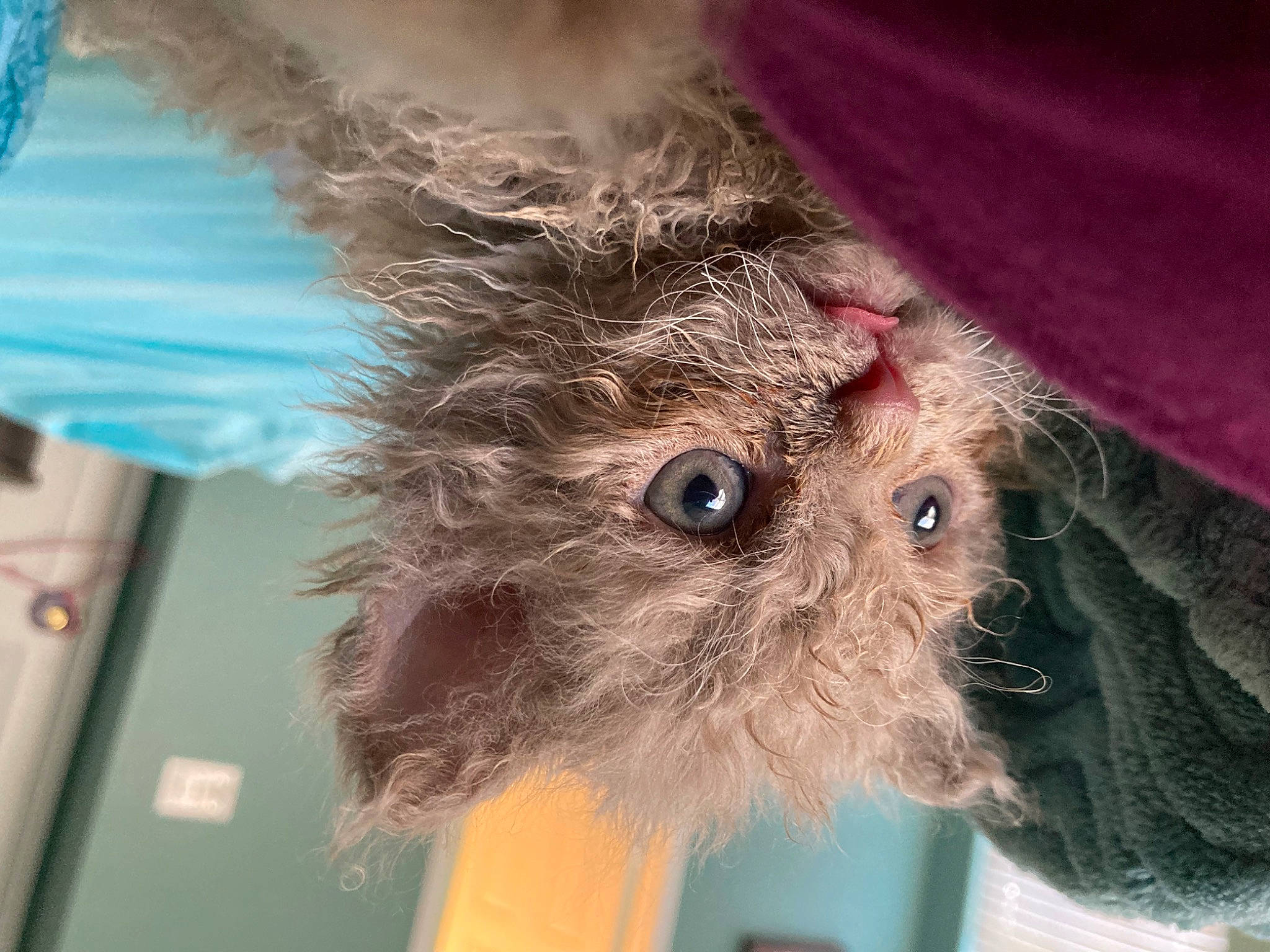 Rocky joined the competition — help win amazing prizes! beard, canidae, companion_dog, dog_breed, eye, facial_hair, fawn, feather, felidae, fur, human_body, small_to_medium_sized_cats, snout, sporting_group, stuffed_toy, terrestrial_animal, toy, toy_dog, whiskers, wool