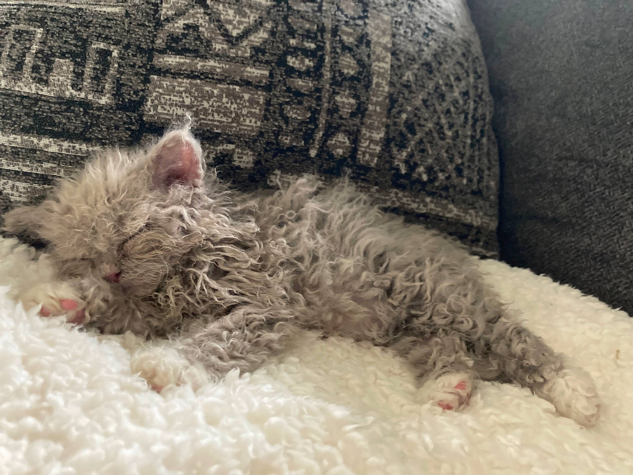 Rocky joined the competition — help win amazing prizes! carnivore, cat, cat_bed, claw, comfort, couch, dog_breed, fawn, felidae, fur, grey, pattern, paw, small_to_medium_sized_cats, tail, terrestrial_animal, terrier, whiskers
