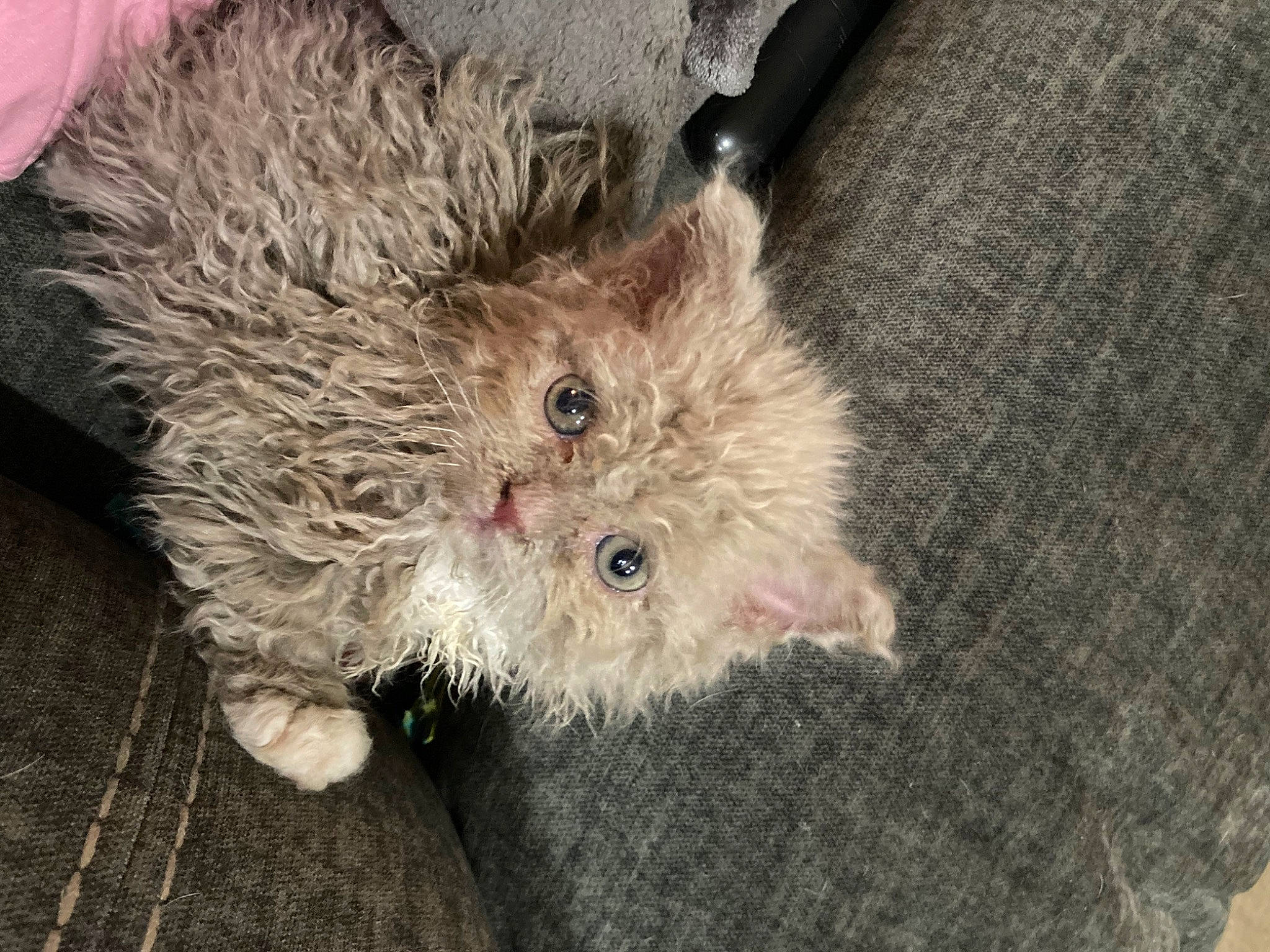 Rocky joined the competition — help win amazing prizes! canidae, carnivore, companion_dog, dog, dog_breed, fawn, fur, non_sporting_group, paw, snout, sporting_group, terrestrial_animal, toy_dog, whiskers