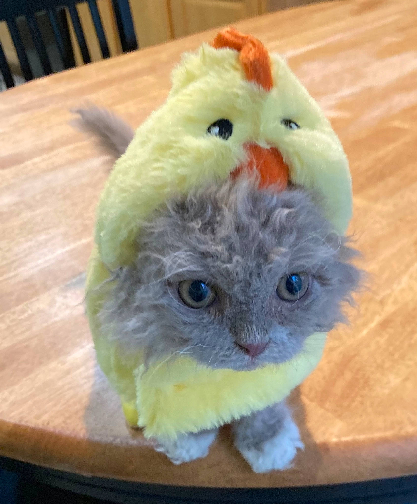 Rocky is registered to the contest to win money with this photo: carnivore, cat, electric_blue, fawn, feather, felidae, fur, glasses, hardwood, parrot, paw, plush, small_to_medium_sized_cats, snout, stuffed_toy, table, tail, terrestrial_animal, whiskers, wood