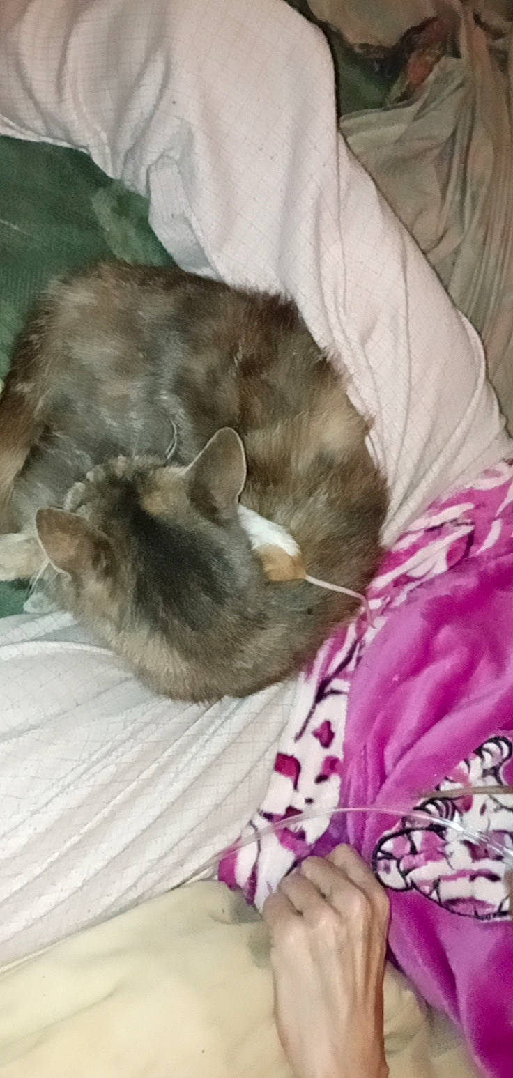 Perle participe au concours pour gagner de l'argent avec cette photo : bed, canidae, carnivore, cat, claw, comfort, companion_dog, dog_breed, domestic_short_haired_cat, ear, fawn, felidae, fur, linens, nap, paw, sleeve, small_to_medium_sized_cats, tail, whiskers