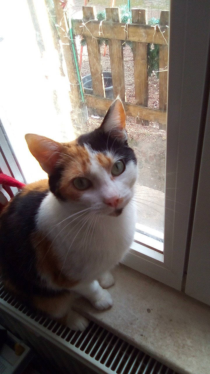 Princesse participe au concours pour gagner de l'argent avec cette photo : aegean_cat, carnivore, cat, domestic_short_haired_cat, european_shorthair, felidae, kitten, nose, polydactyl_cat, small_to_medium_sized_cats, whiskers, window