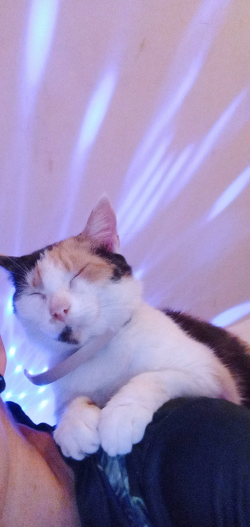 Princesse a rejoint le concours — aidez-le/la à gagner de superbes lots ! carnivore, cat, comfort, felidae, foot, fur, iris, paw, sitting, small_to_medium_sized_cats, tail, whiskers