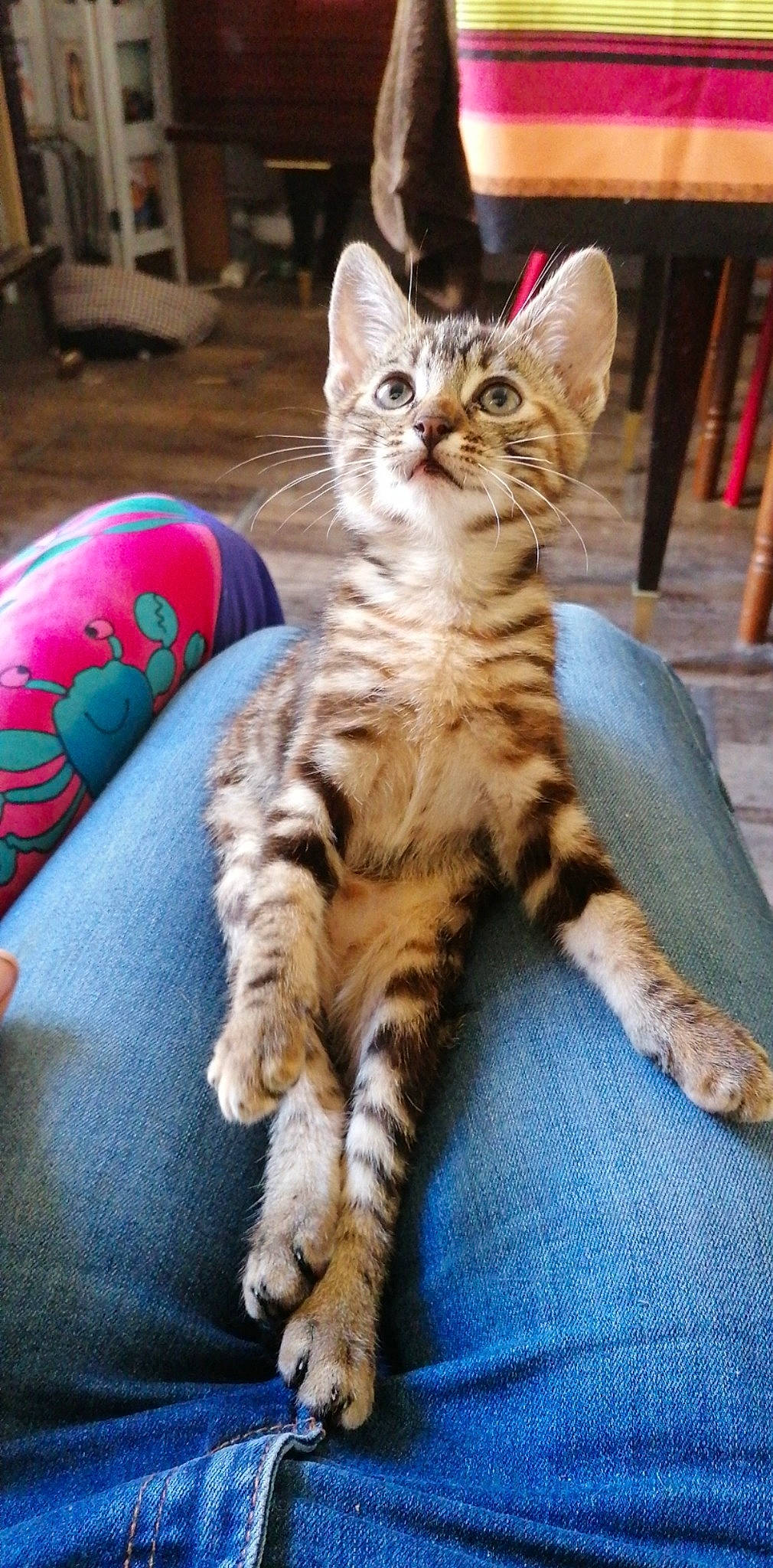 Réglisse a rejoint le concours — aidez-le/la à gagner de superbes lots ! american_shorthair, american_wirehair, asian, bengal, california_spangled, carnivore, cat, domestic_short_haired_cat, dragon_li, european_shorthair, felidae, kitten, mammal, pixie_bob, small_to_medium_sized_cats, sokoke, tabby_cat, toyger, vertebrate, whiskers