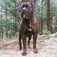 Jungo a rejoint le concours — aidez-le/la à gagner de superbes lots ! dog, canine, brindle_coat, forest, woods, outdoor, nature, animal, pet, alert, standing, collar, tongue_out, tree, leafy, ground, branches, muscular, large_dog, wildlife