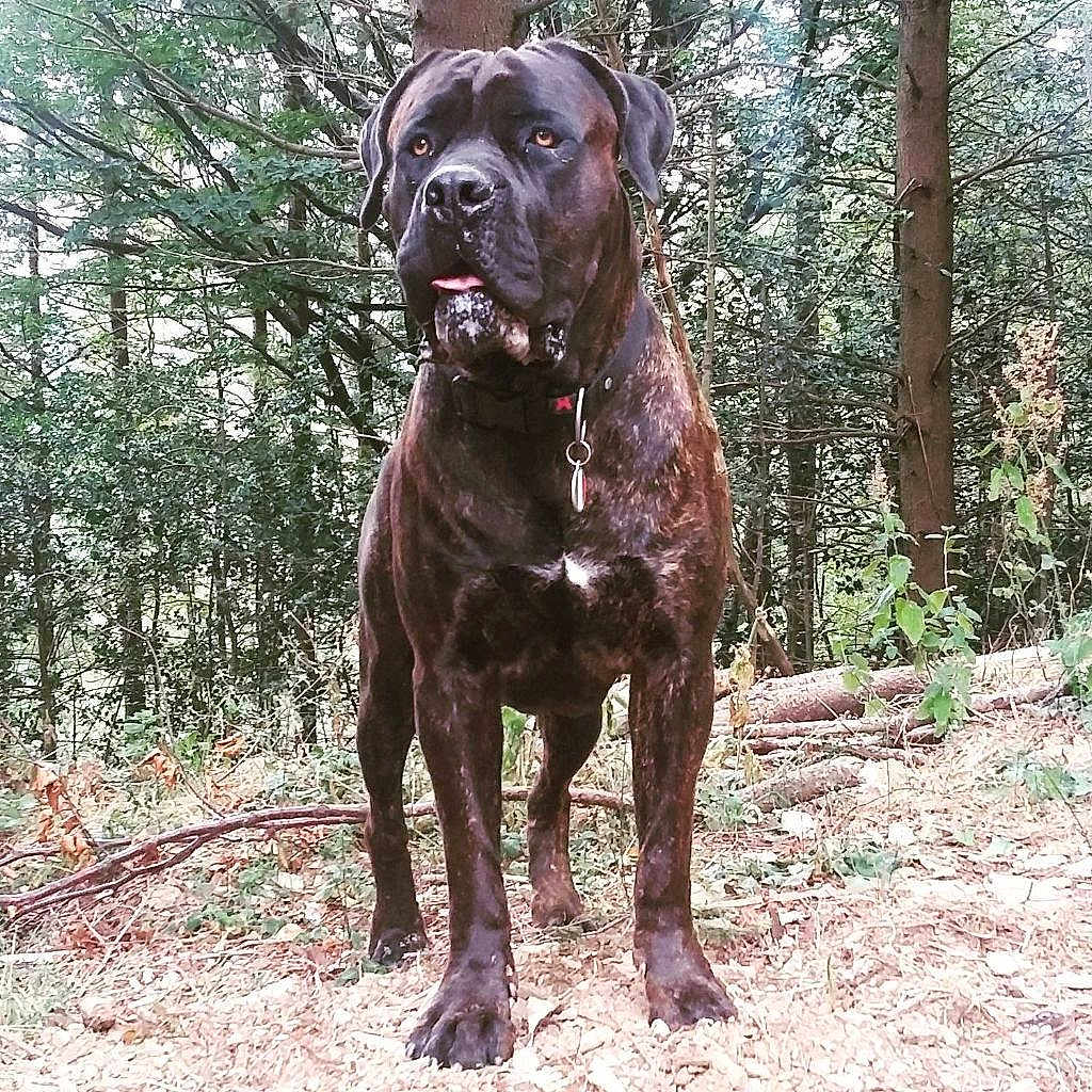 Jungo a rejoint le concours — aidez-le/la à gagner de superbes lots ! dog, canine, brindle_coat, forest, woods, outdoor, nature, animal, pet, alert, standing, collar, tongue_out, tree, leafy, ground, branches, muscular, large_dog, wildlife