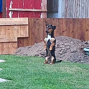 Whisky is registered to the contest to win money with this photo: