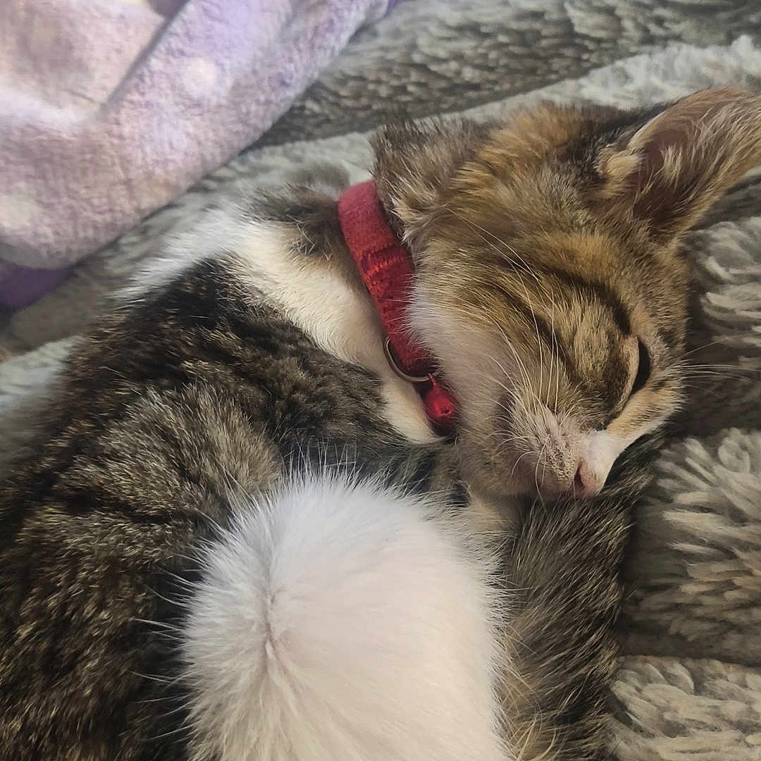 Claire Bear