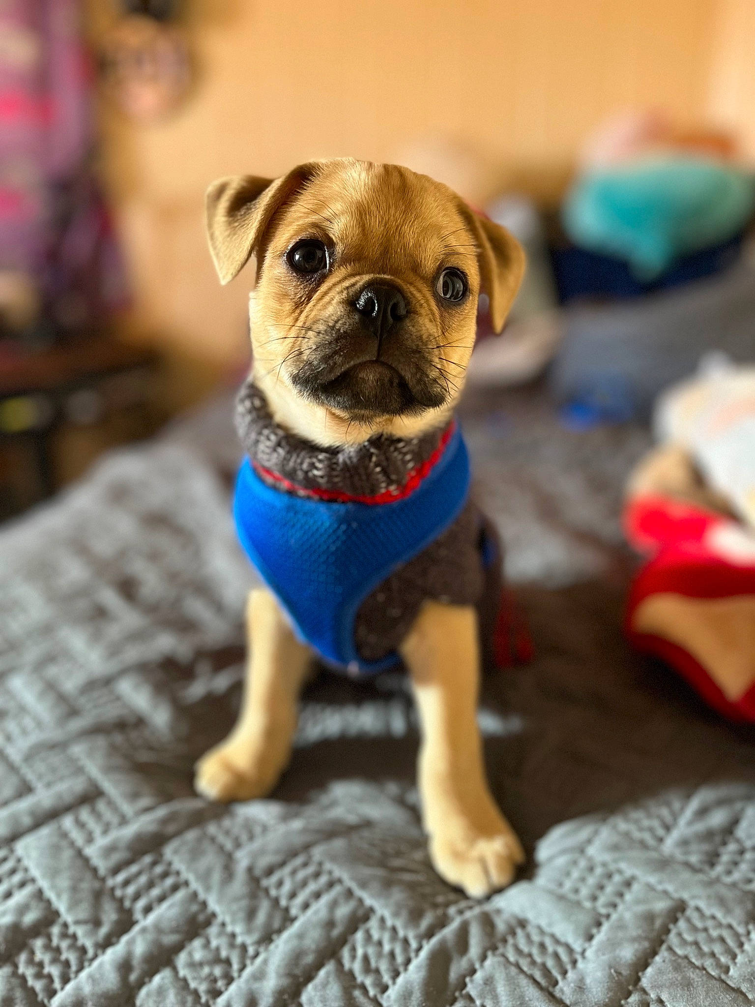 Otis Spunk is registered to the contest to win money with this photo: canidae, carnivore, companion_dog, dog, dog_breed, dog_clothes, dog_supply, electric_blue, fawn, fur, paw, pet_supply, pug, snout, sporting_group, toy, toy_dog, whiskers, working_animal, wrinkle